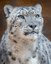 Zoo Says Goodbye to Azeo the Snow Leopard