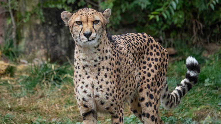 Cheetah at the zoo