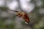 Hummingbird at Tingley Beach