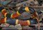 Coral Snake