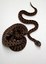 Pygmy Rattlesnakes