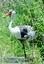 Wattled Crane