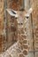 Giraffe Calf