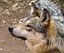 Mexican Gray Wolf