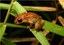 Locust Coqui