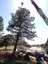 Moving the Pinon Pine