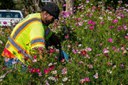 Altura Park Pollinator Garden - 2024