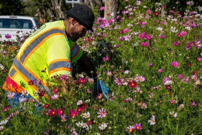 Parks and Recreation Staff plant pollinator garden at Altura Park - 2024