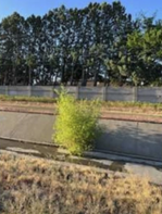 Pooto of weeds growing through cracks in Hahn Arroyo