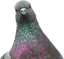 Pigeon