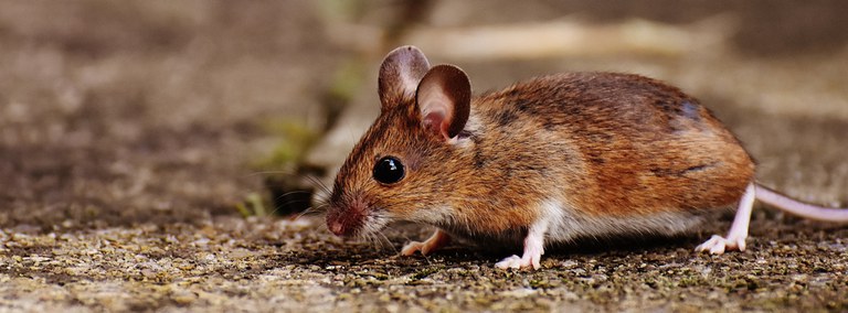 UBD - Rodents Tile
