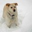 Dog in Snow by L. Heineman