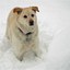 Dog in Snow by L. Heineman - Small