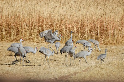 A flock of cranes standing in a field of tall yellow grass.