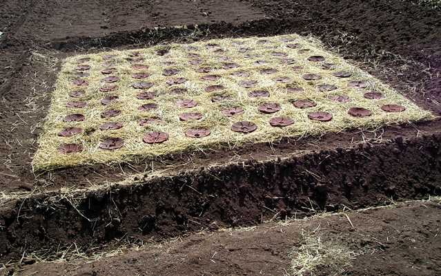 Rows of clay circles on a square of hay with a trench dug around it.