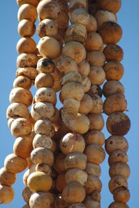 Strings of potatoes hanging together.