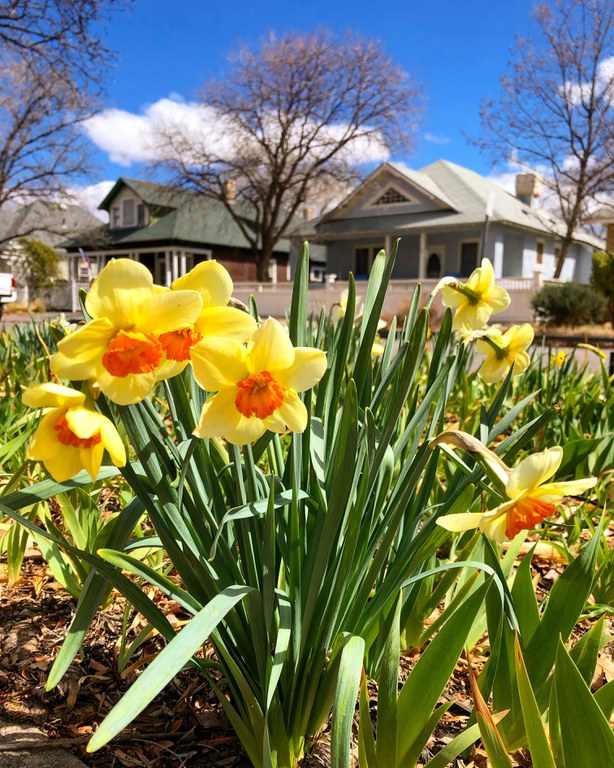 Daffodils Tile