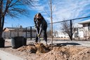 Woman Planting a Tree