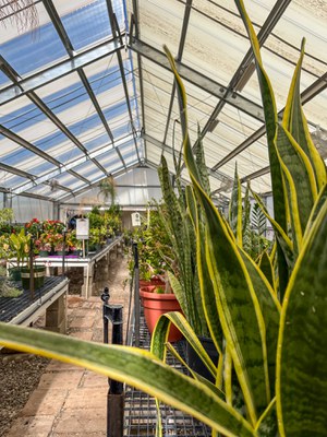 Tables of local plants growing inside the greenhouse.