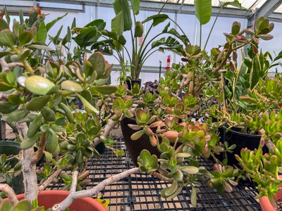 A closeup on a table of succulents growing in the greenhouse.