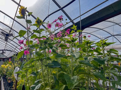 A sunflower surrounded by smaller pink flowers in the greenhouse.