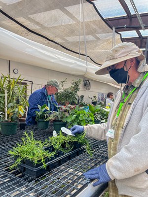 Two volunteers working with plants inside the greenhouse.