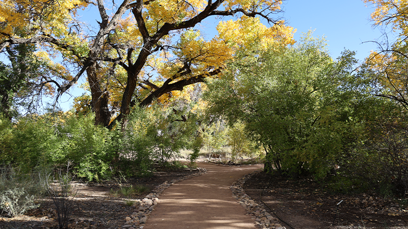 A walking path going under trees.