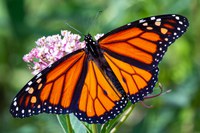 Planting a Bosque for the Butterflies