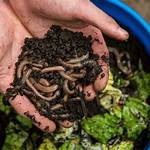 Composting with Worms