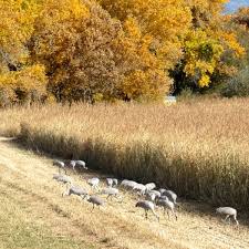 Crane Festival Celebration