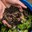 Home Composting Basics