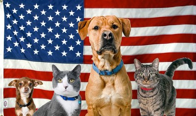 Waived Pet Adoption for Veterans