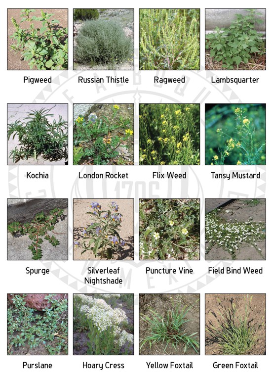 Plant Weed Identification Guide | Sexiz Pix