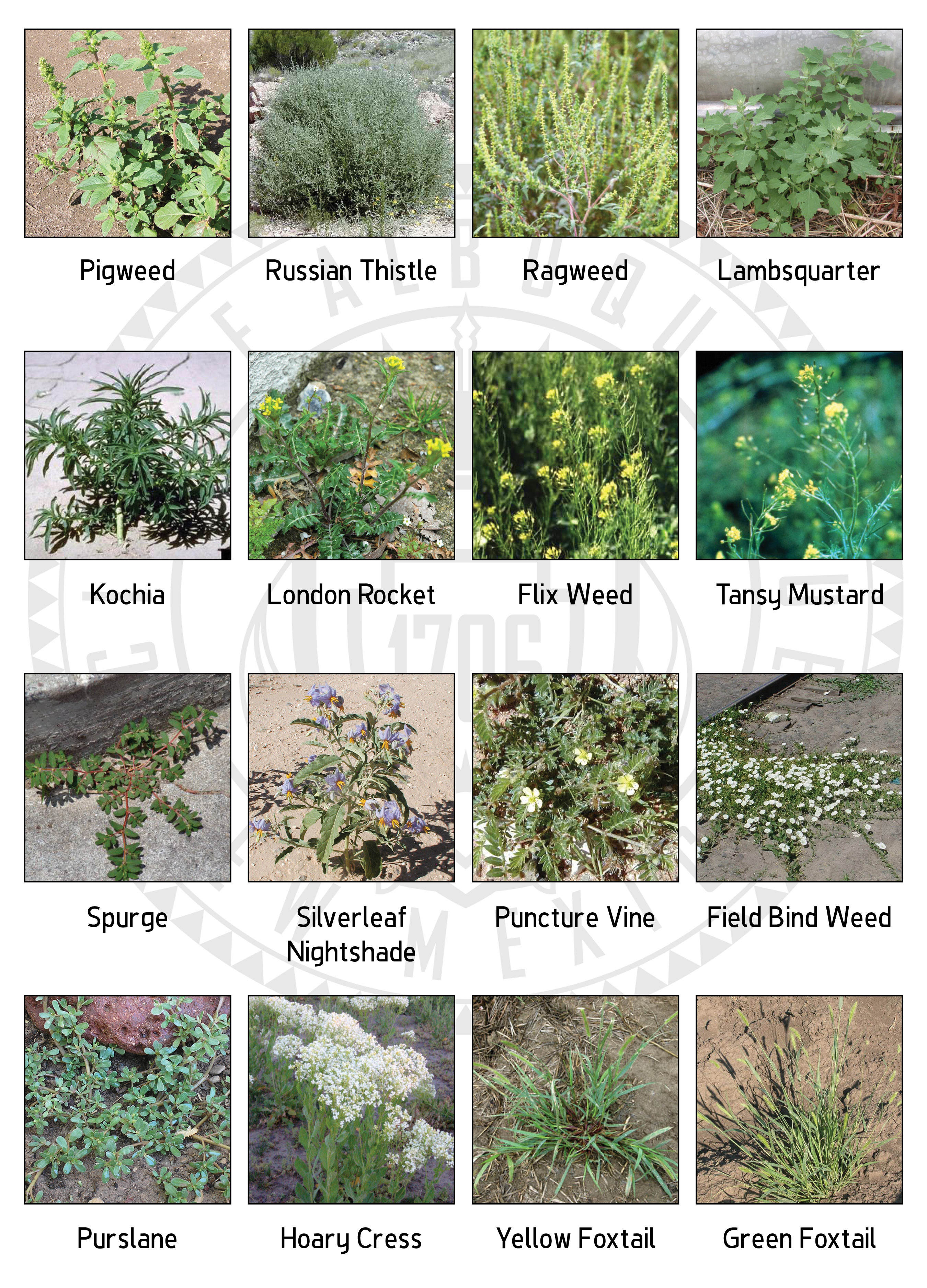 Common Lawn Weeds Chart | Sexiz Pix